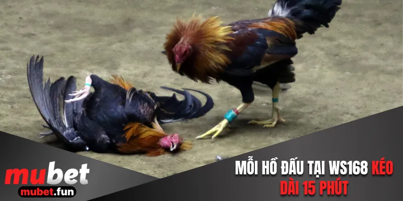 Mỗi hồ đấu tại WS168 kéo dài 15 phút
