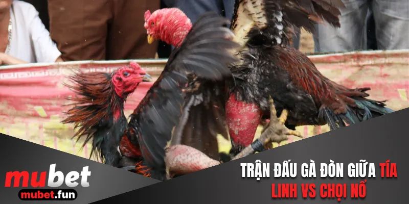 Trận đấu gà đòn giữa Tía Linh vs Chọi Nổ